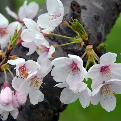 【お花見日和】春満開♪奈良公園や浮見堂…当館から桜へは歩いてすぐ〜♪